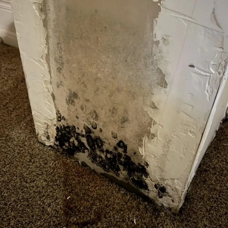 Professional Mold Removal in Mount Carmel, TN